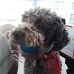 Les D'argentouleau Parque de vacaciones