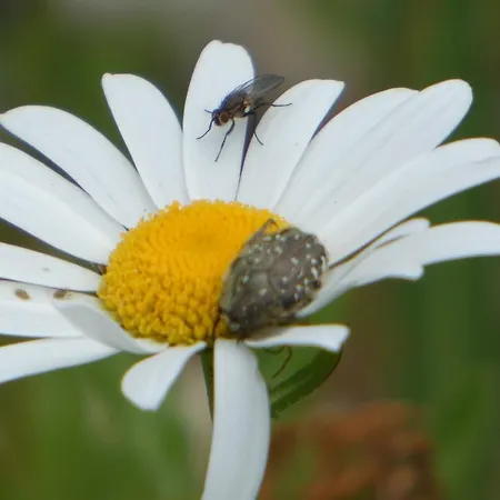 Les D'argentouleau 3* Сарла-ла-Канеда