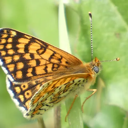 База отдыха Les D'argentouleau 3*