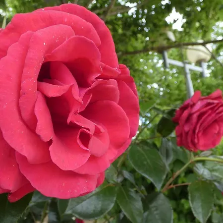 邓根图洛莱斯小屋酒店 假日公园