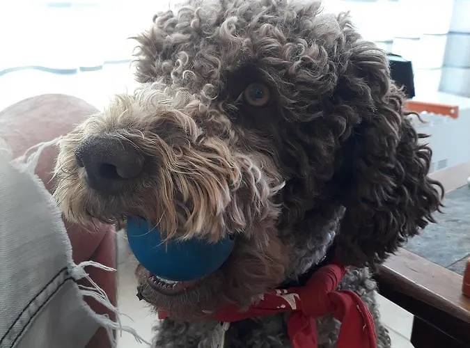 Les D'argentouleau Vakantiepark