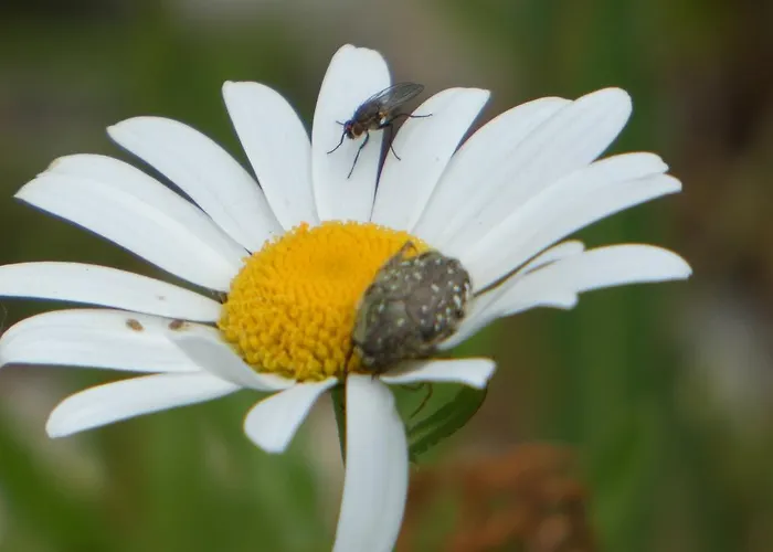 Les D'argentouleau 3* Sarlat-la-Canéda