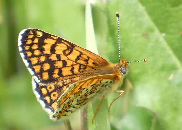 Vakantiepark Les D'argentouleau 3*